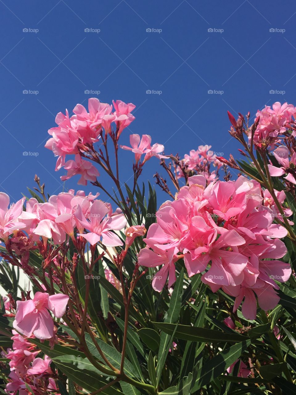 Pinky oleander on blue summer sky