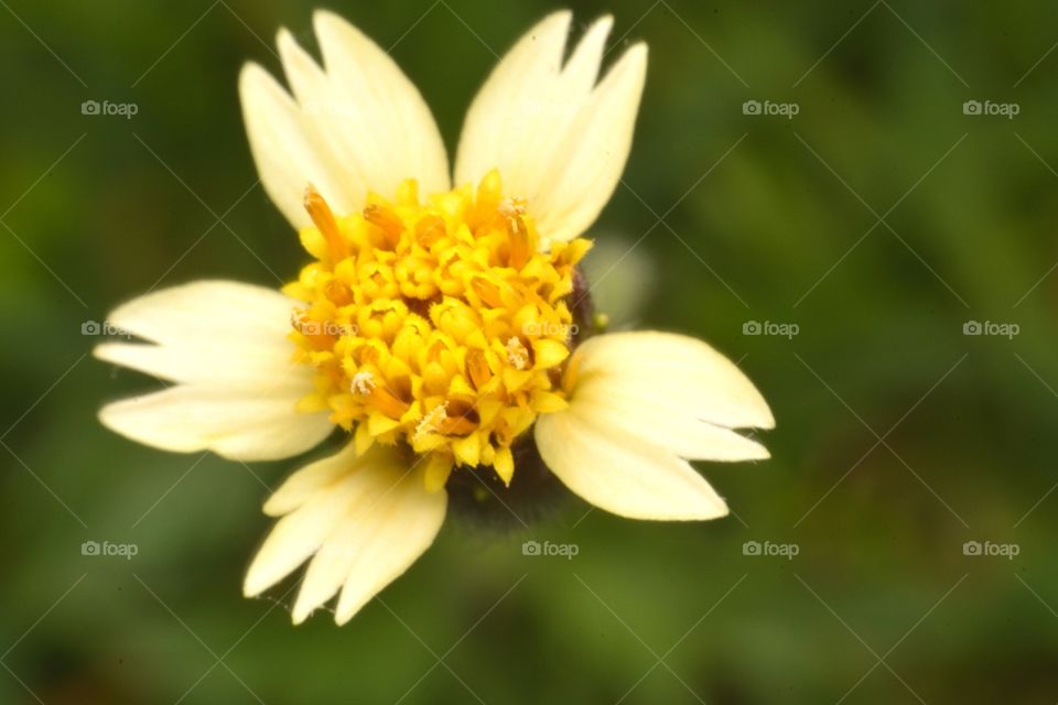 The grass near the beautiful