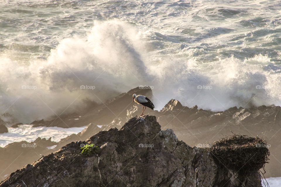 Stork sitting on coastal rocks 