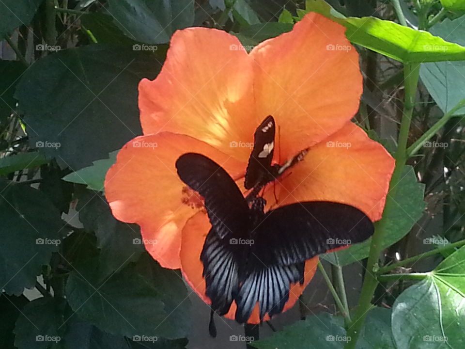 Black Butterflies on orange flowers.
