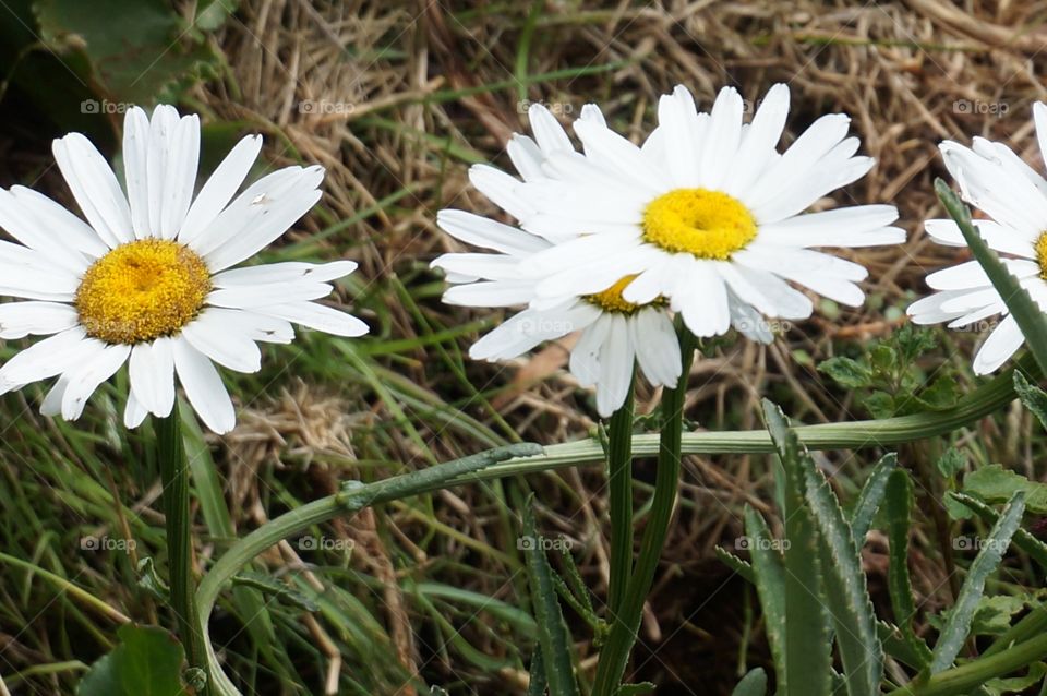 Row of daisy flowers