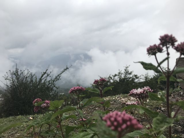 Filband,Mazandaran,Iran.The combination of fogg and beuty of flowers.