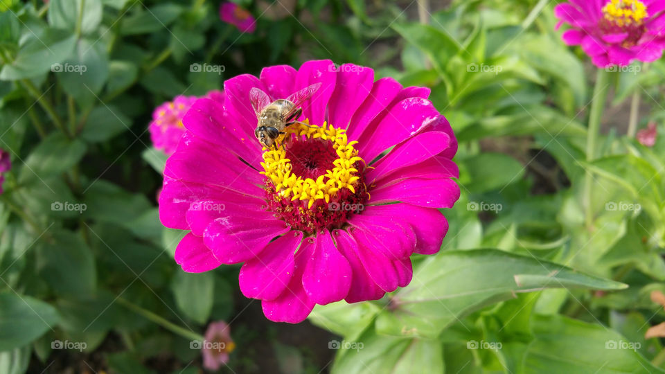 Bee on red flover