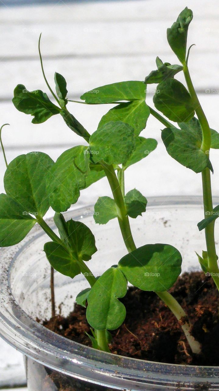 little kitchen garden plant