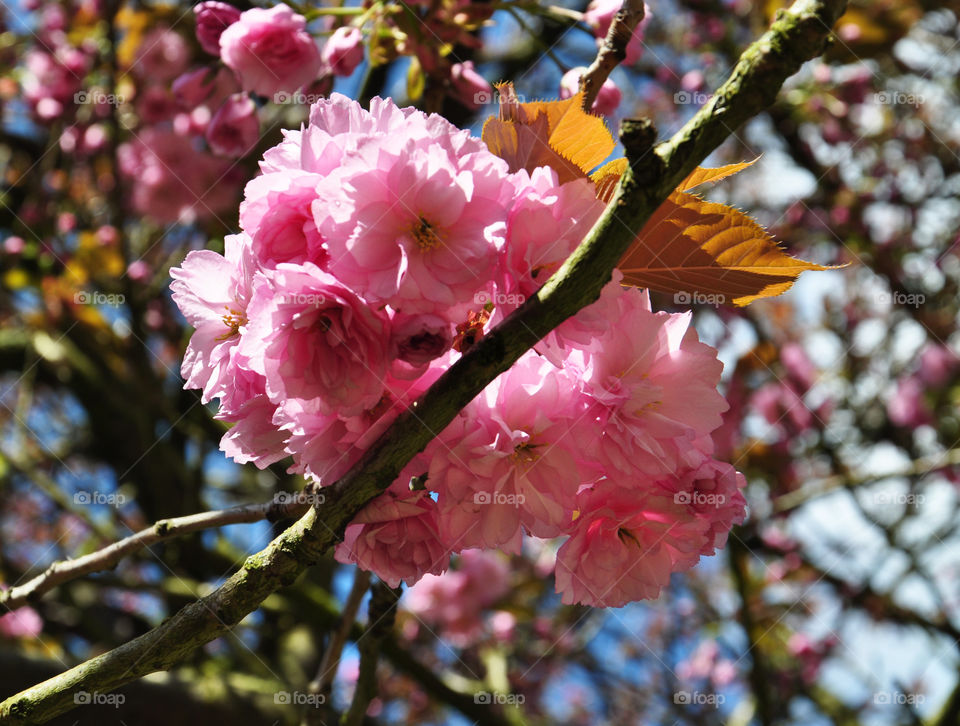 Pink blossom 