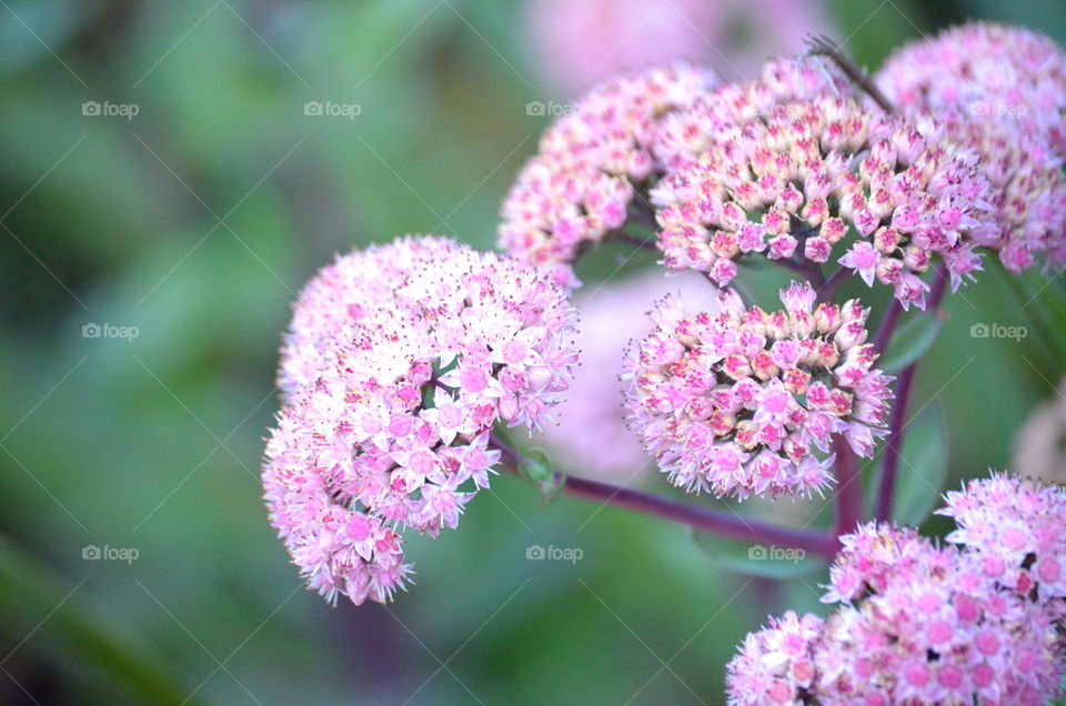 Sweet pink flowers