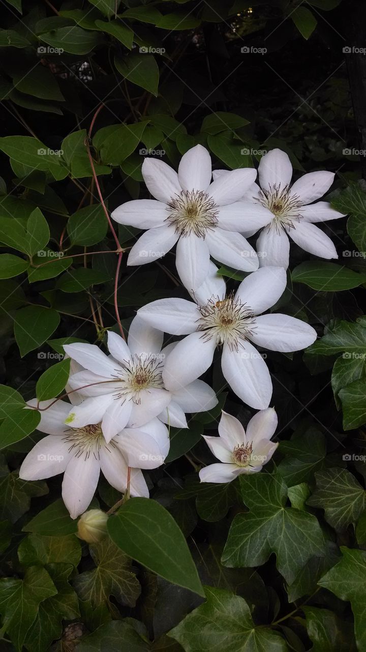 white flowers . pretty
