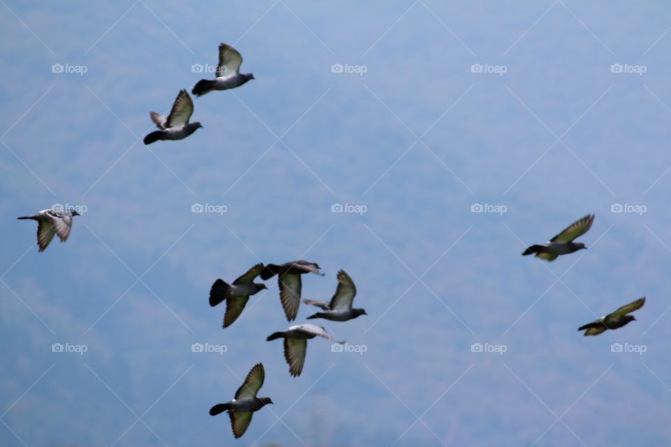 Bird, Wildlife, No Person, Goose, Flight