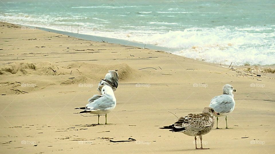 Seagulls in the sand