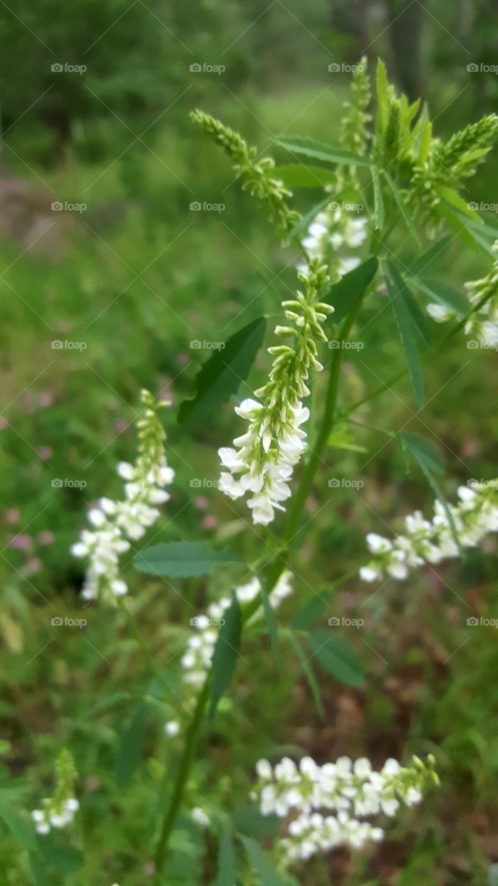 White flowers