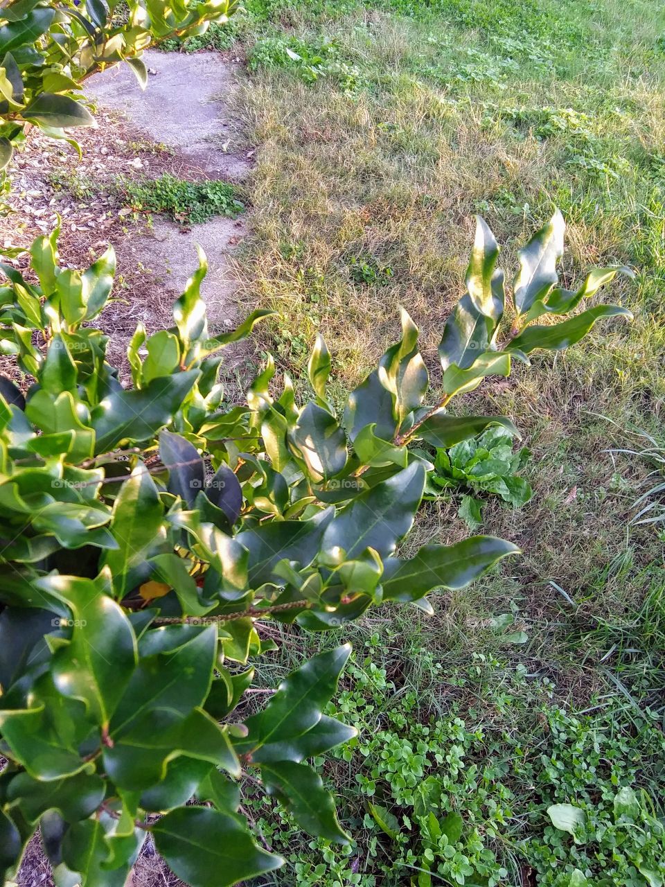afternoon light on hedge