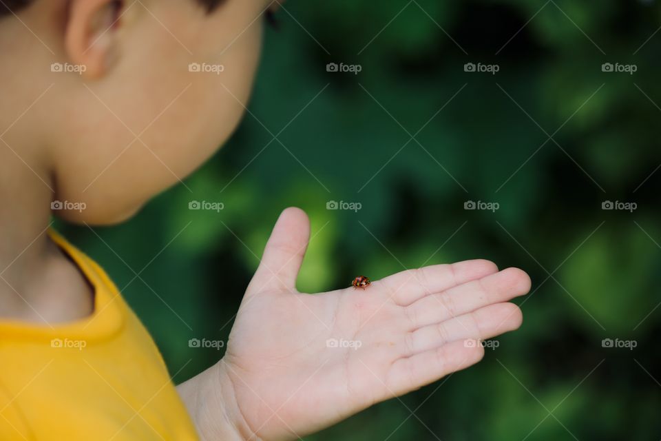 Ladybug on a child’s hand 