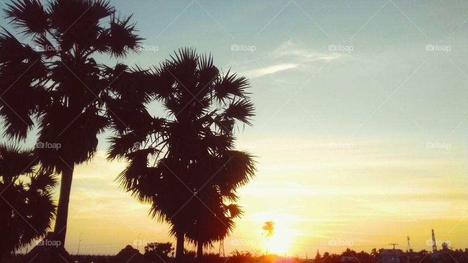 No Person, Tree, Sun, Sunset, Sky