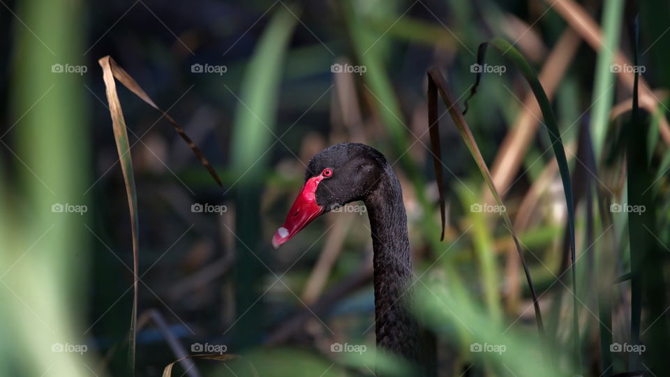 Black Swan in