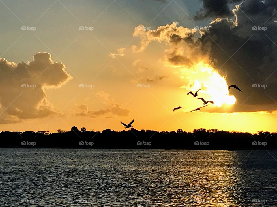 Pelicans in flight at sunset