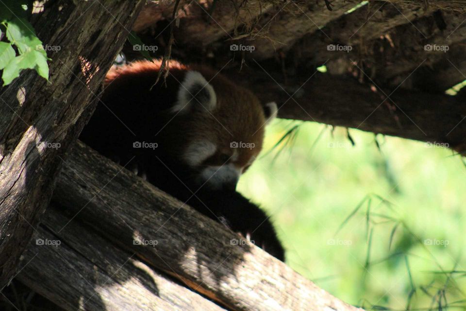 red panda hiding in the shade