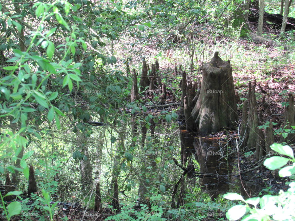 Cypress knees with reflection