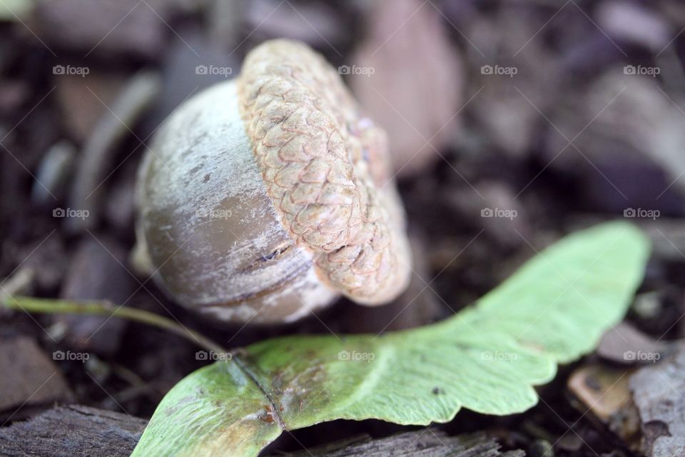 Maple seed and an acorn