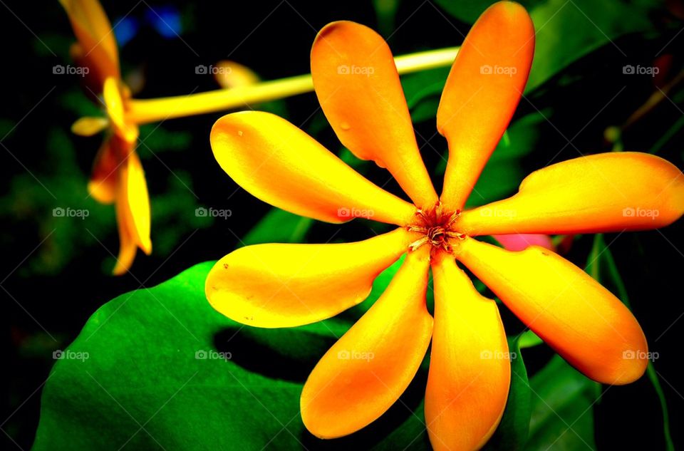 Orange jasmine