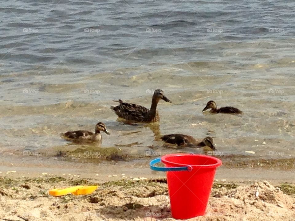 Ducklings on a Pond