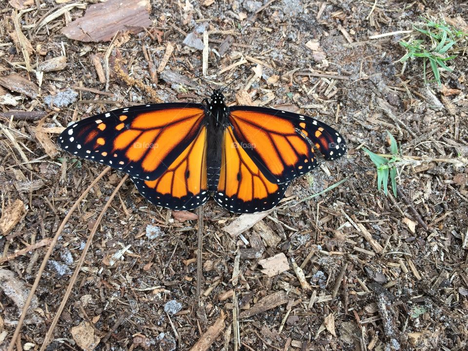 Monarch butterfly 
