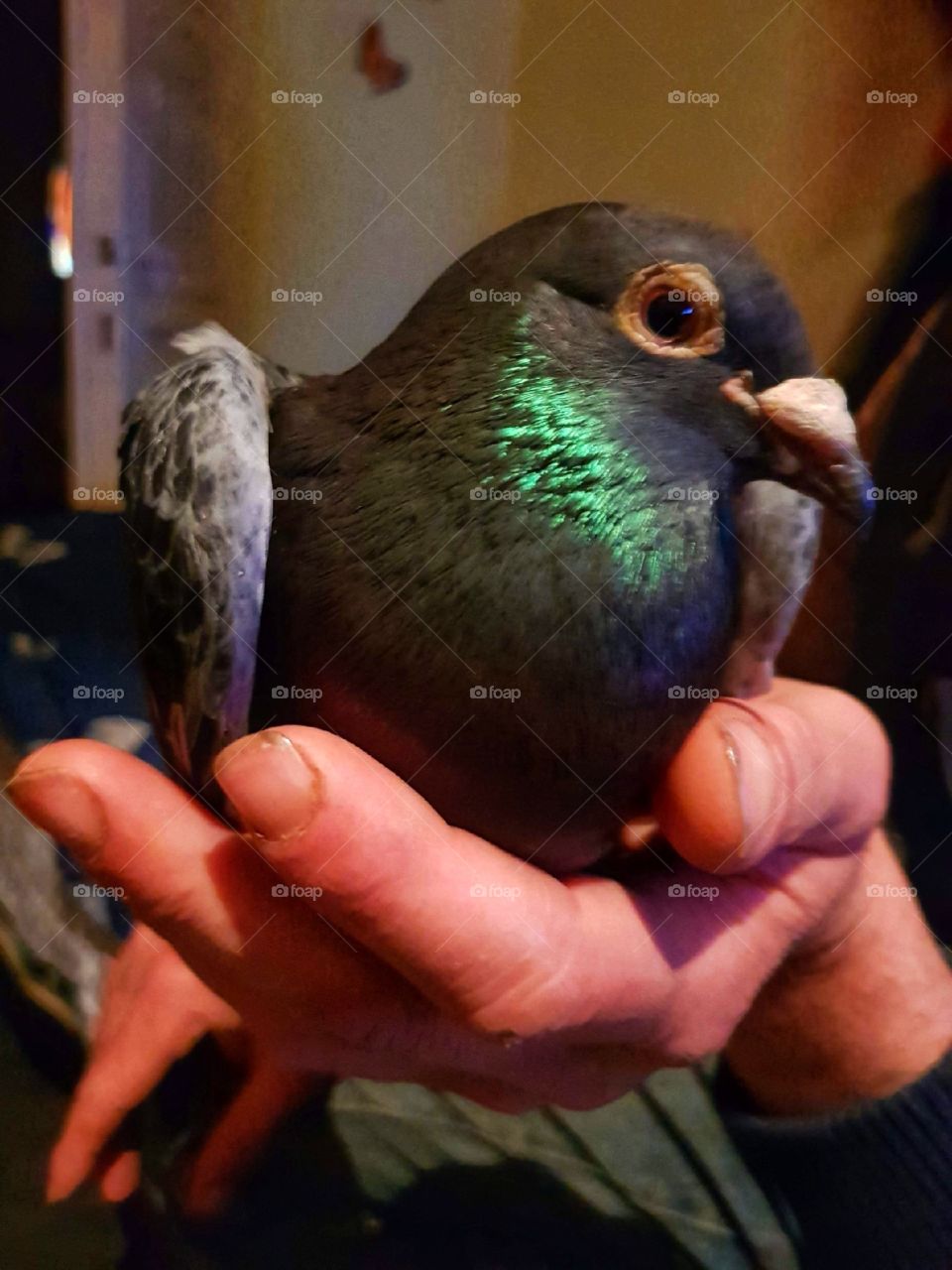 A little friend with wings