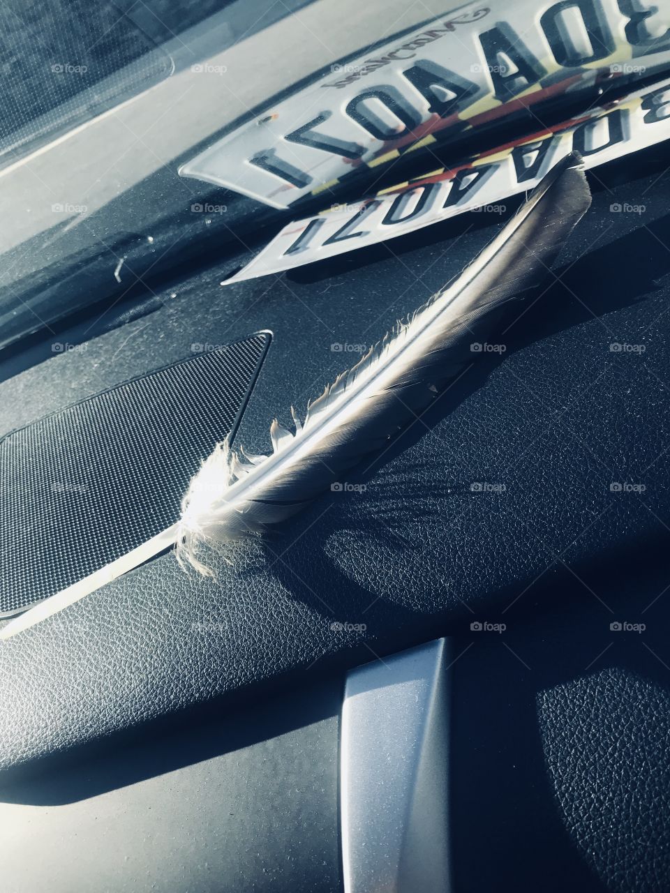 Feather on dashboard
