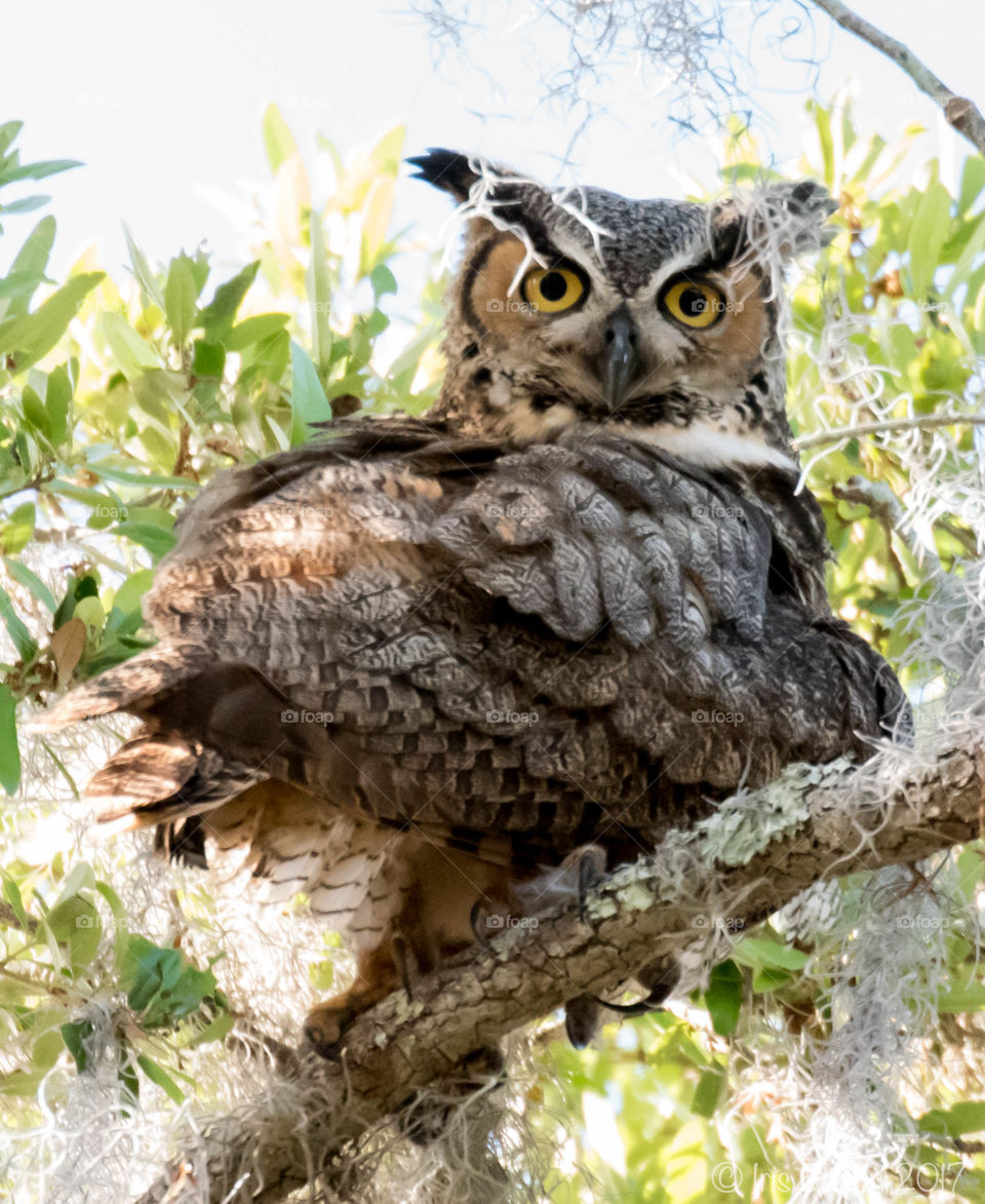 Owl parent taking a break 