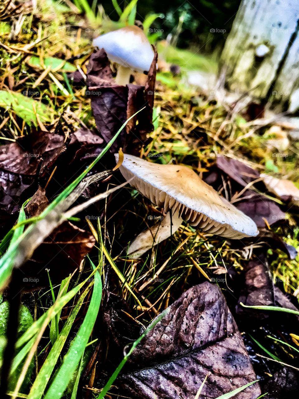 Monday’s Mushrooms
