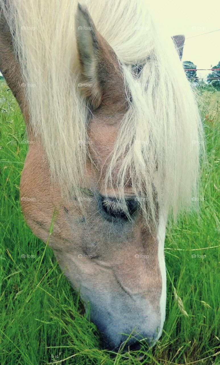 golden pony