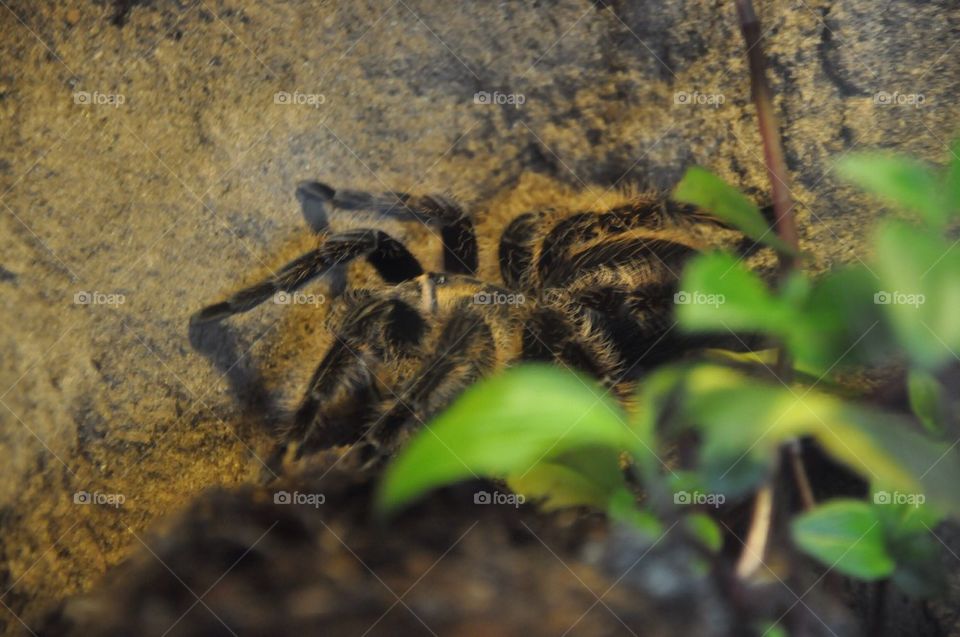 Tarantula.