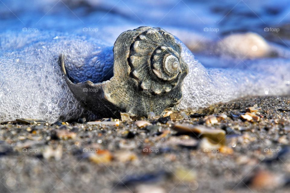 beautiful seashell at seashore