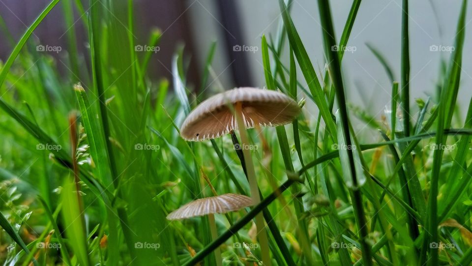 little mushroom in a big grassy world