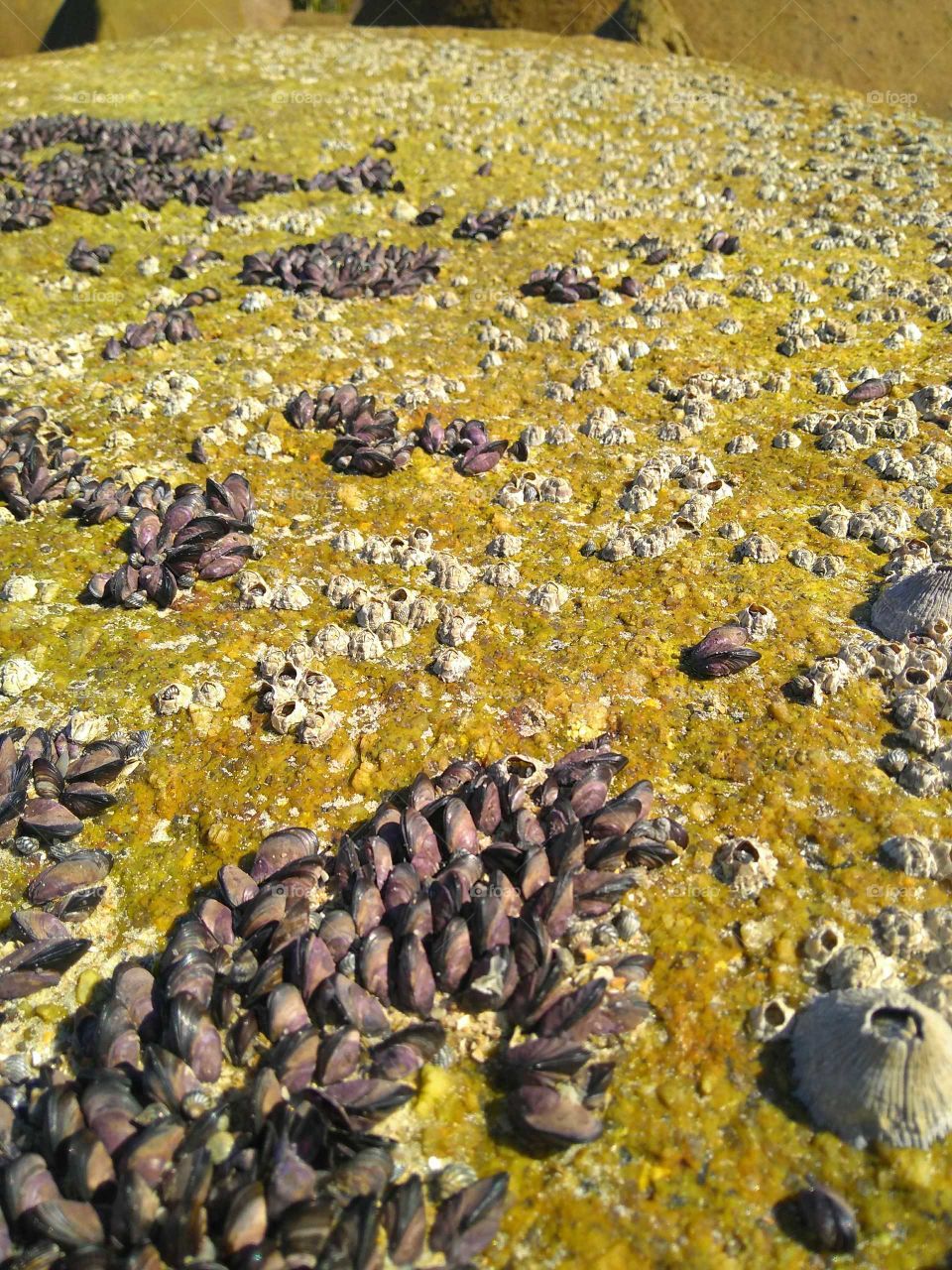 On the stone was a mixture of barnacles, clams, shells and algae, all living beings of so different colors and textures, a beauty.