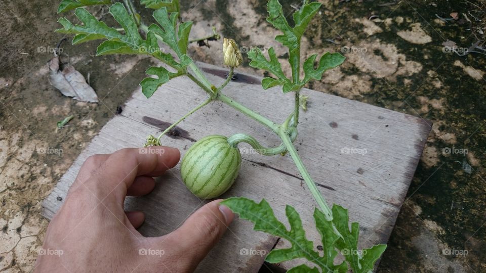 mini Watermelon
