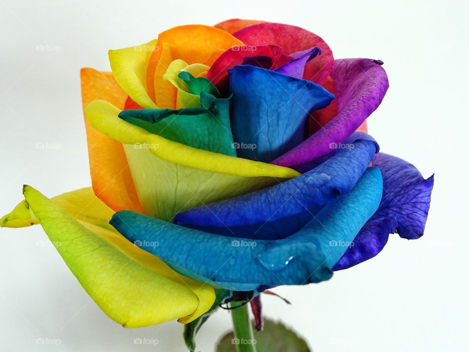 Rainbow rose