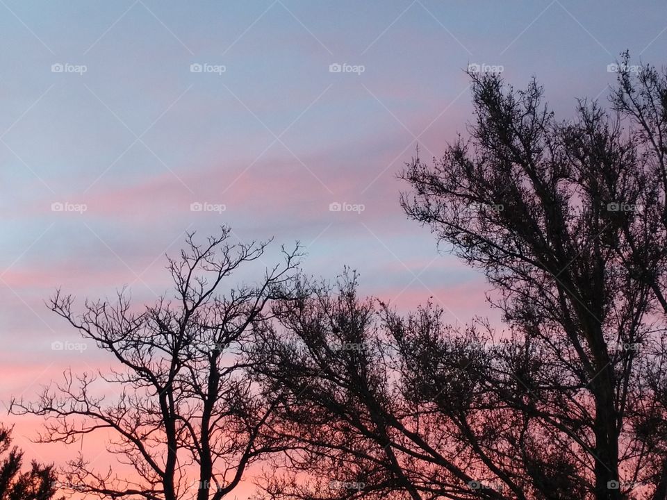 tree silohuettes against pink and blue sunset sky