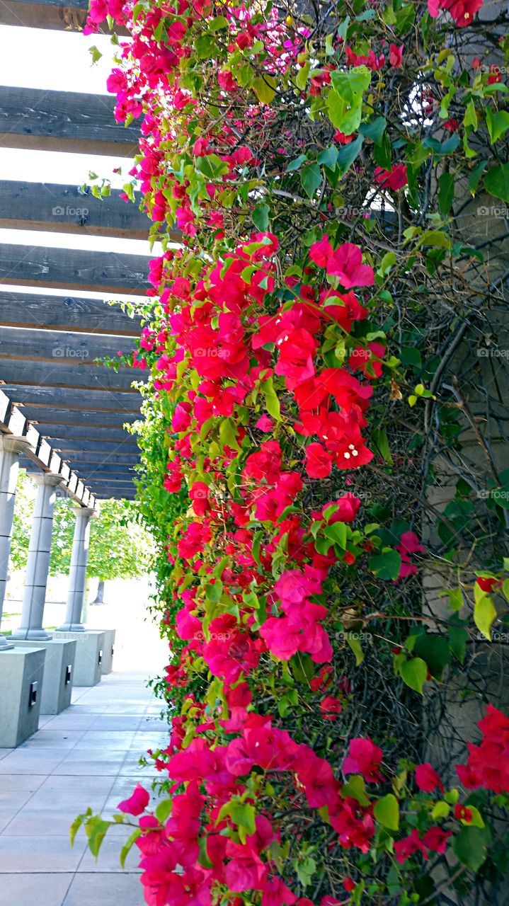 Bougainvillea covered columns. Red Bougainvillea covered columns at medical office 