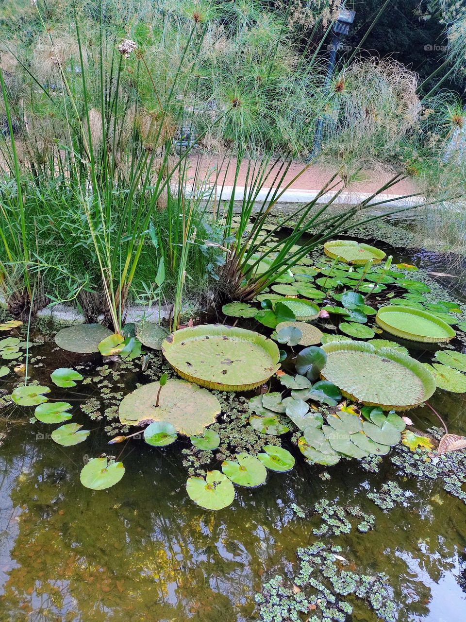 círculos en la naturaleza # circles in nature