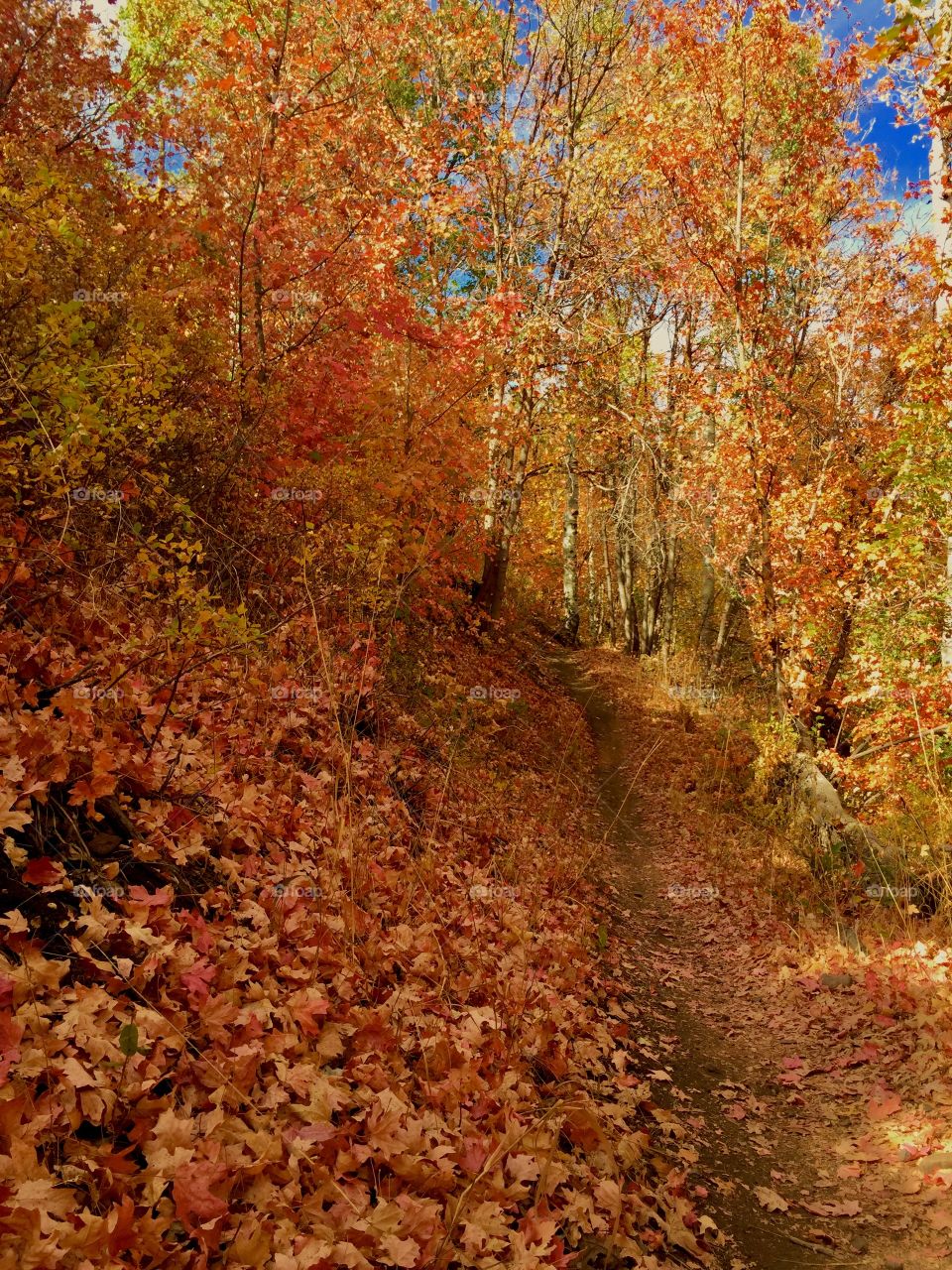 Fall Mountain Biking Trail