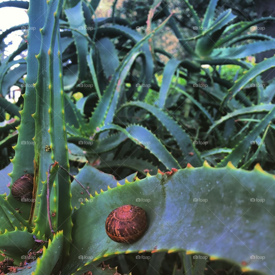 Aloe and snails in California 