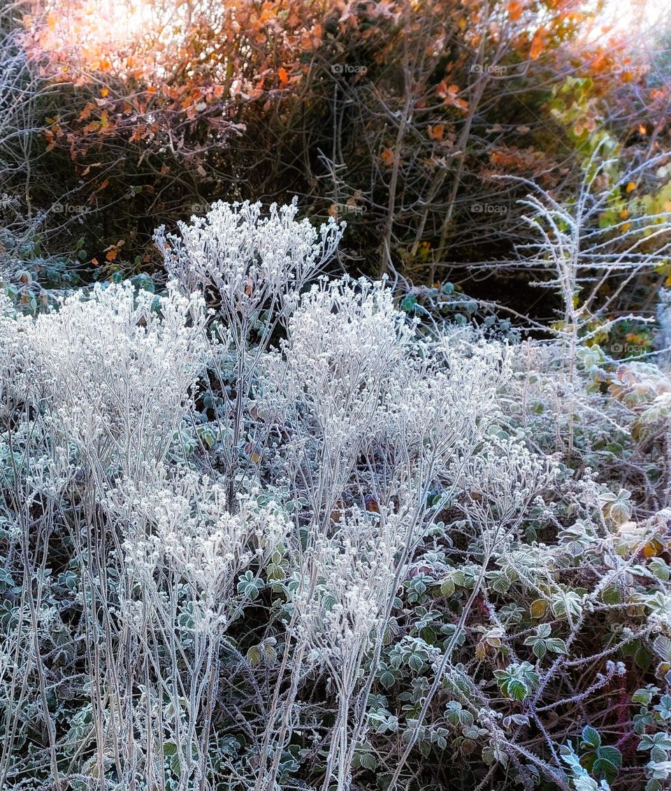 Frost encrusted dried flower heads and seedpods on autumnal undergrowth in the foreground with autumnal orange leaved trees in the background