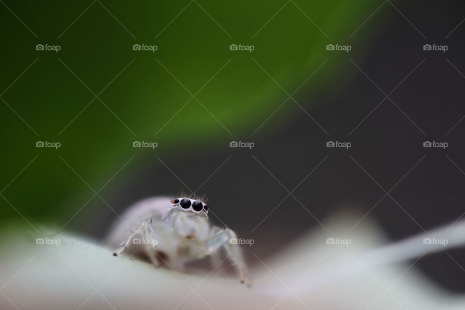 Cute spider 