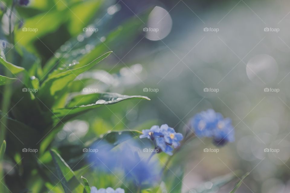 Nature, Flower, Leaf, Flora, Summer