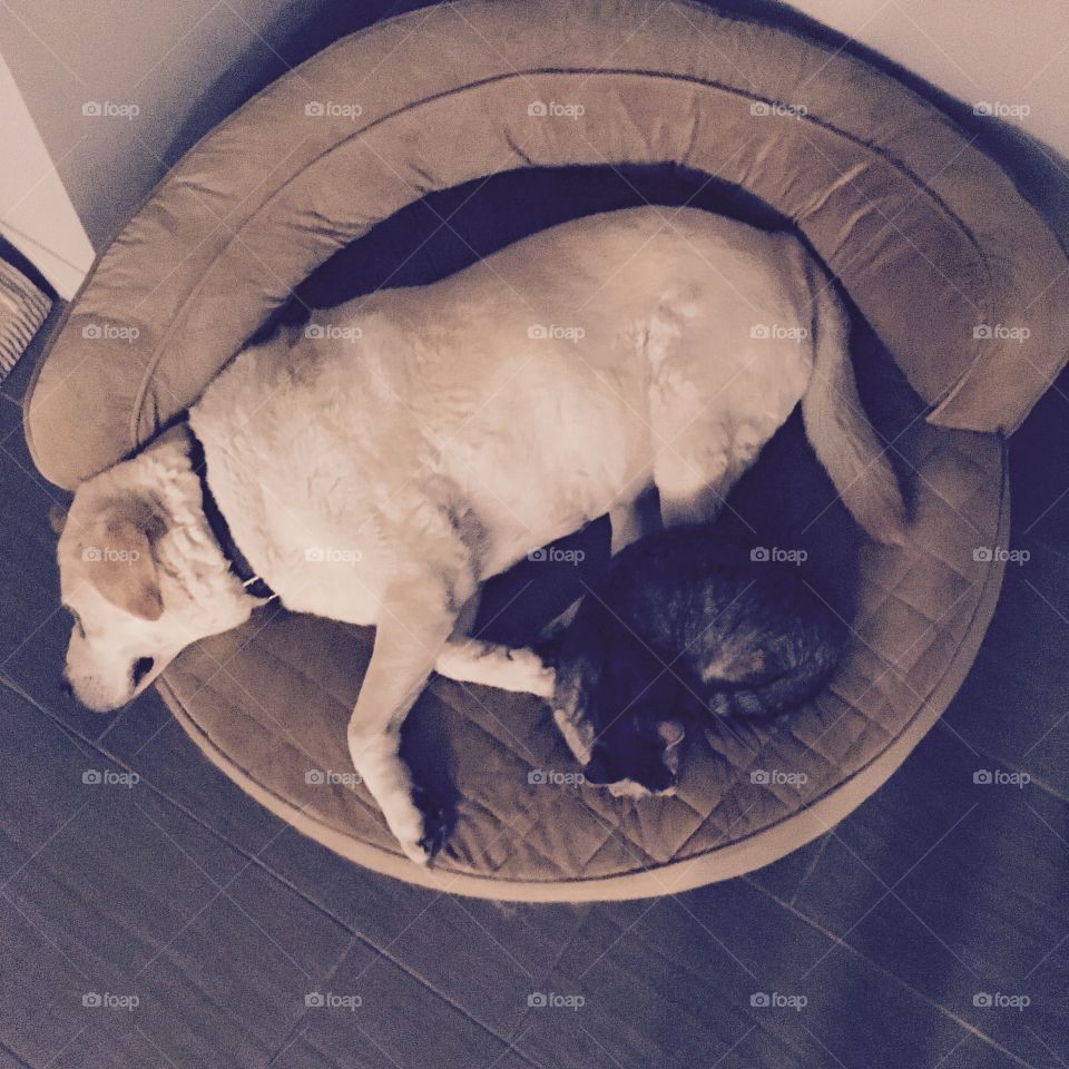 Lucy and Lily cat getting a few snoozes in together. 