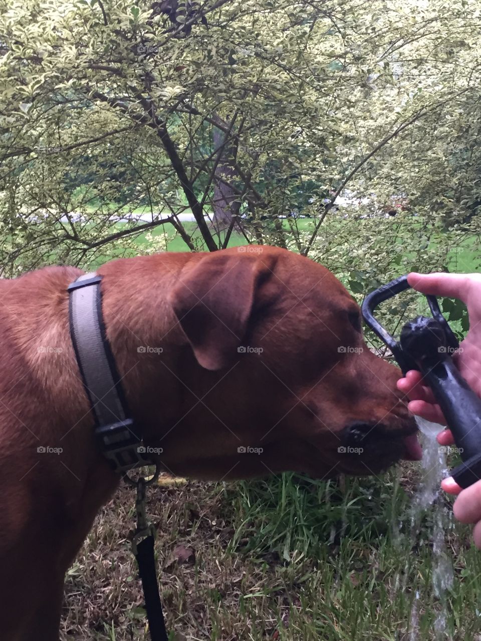 Puppy drinking water and refreshing himself 