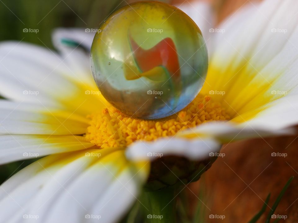 Beautiful macro daisy flower and marble 
