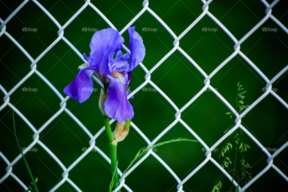Iris flower growing on a fence 