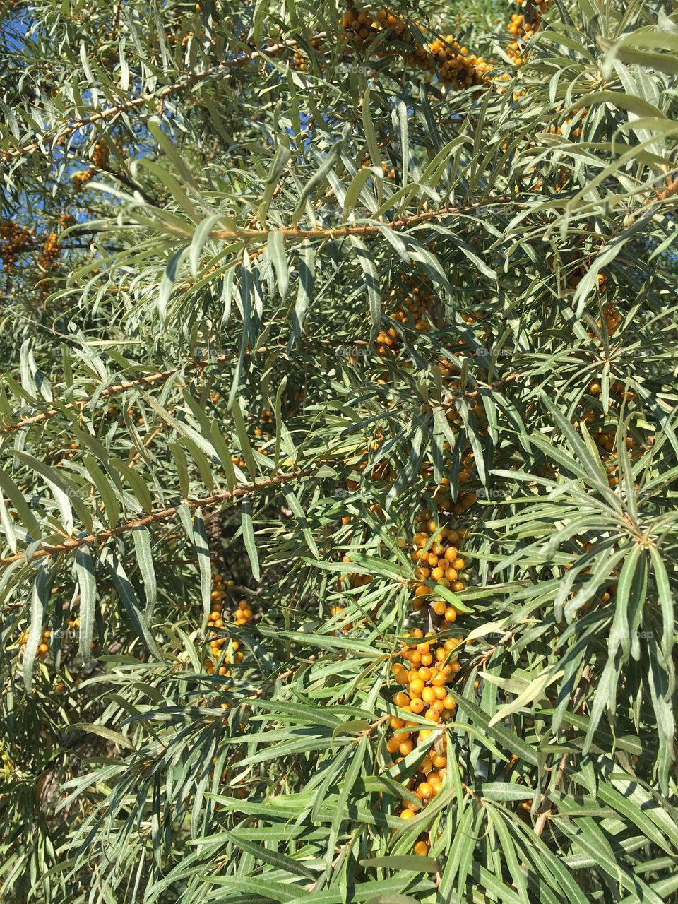 Sea buckthorn 