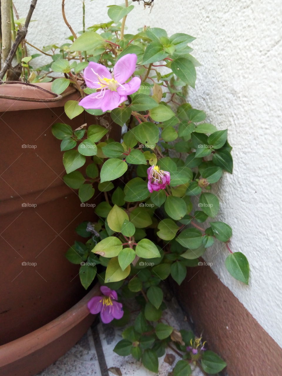 petals in greenery in a pot